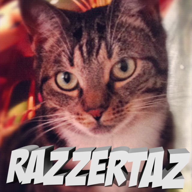 Katten Nala over Razzertaz-logoet